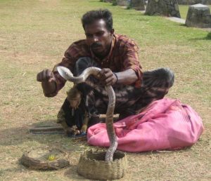 Sri Lanka snake